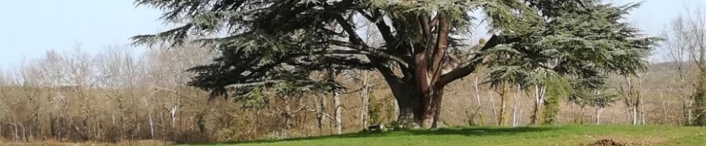 Aurelien M. (A.M Paysages)