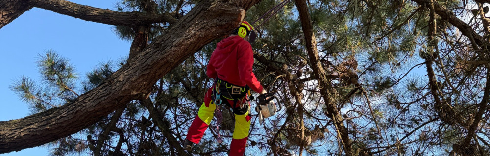 Ewen P. (Ewen Paysage)