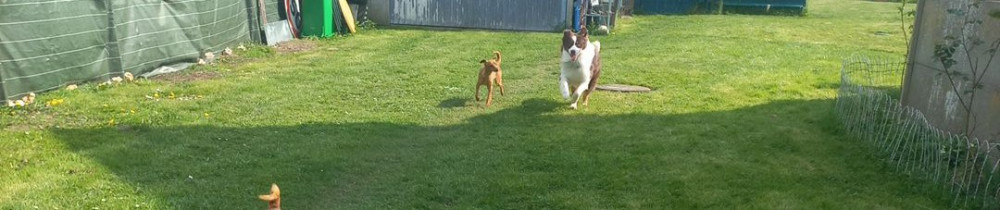 Lydie B. (Chipie toilettage)