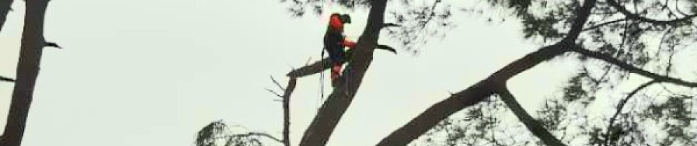 Antoine W. (Antoine élagueur 64)