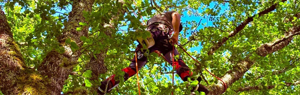 Angelino R. (reinhard&fils)