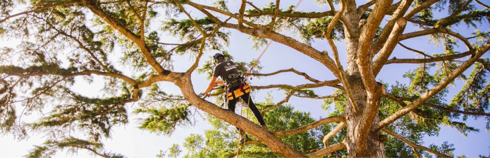 Vincent P. (Perret Elagage Express)