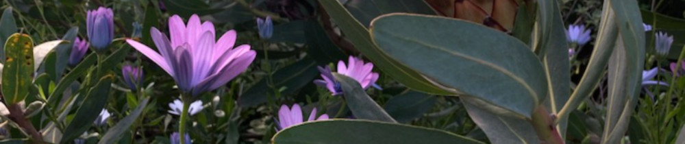 Océane M. (HYSOPE Paysage)