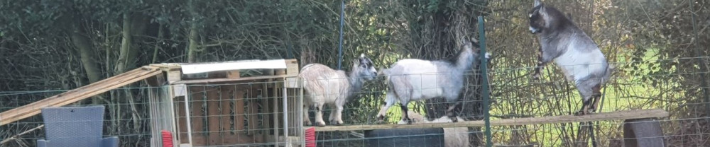 Dominique H. (Domodom Services)