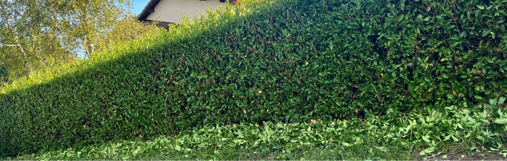 Luigi J. (Homme, toute main Service à ...