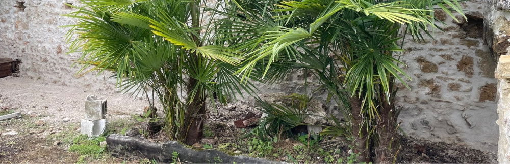 Antony R. (antony multis services)