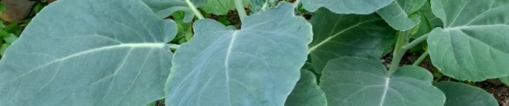 Guillaume R. (CONCEPTION VEGETALE)