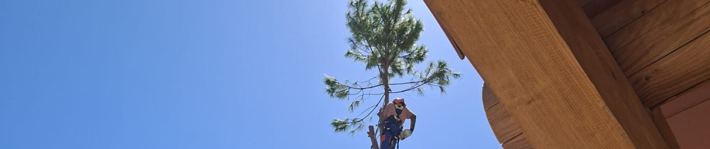 FORÊTSARBRES