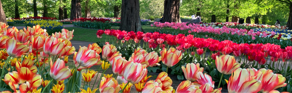 Mikael D. (Deutsch Multiservices)