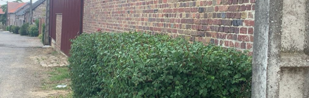 Mehdi T. (M.T Espaces Verts)