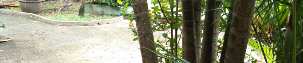 Solange C. (Solange OBAA)