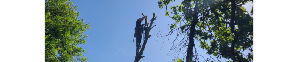 Florian B. (Baron Élagage)