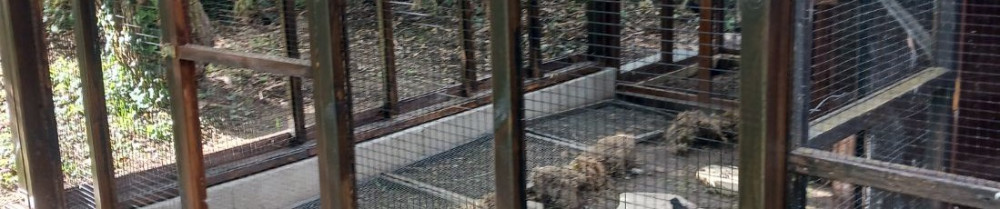 Jean Michel C. (Jean michel Chauvet)