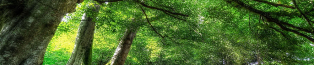 Franck P. (Le Chemin Vert)