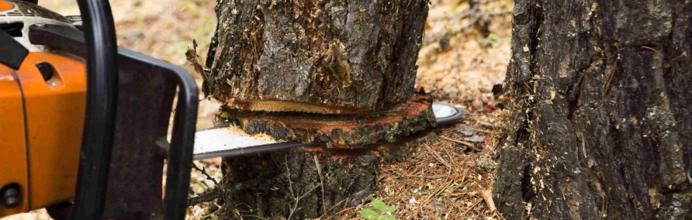 Michon S. (Michon stanley)