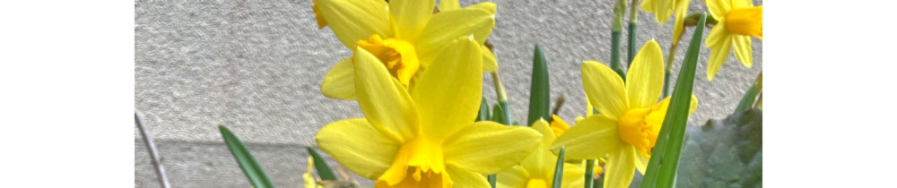 Thomas V. (Nature & Harmonie)