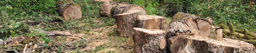 Pierre R. (pierre paysage)