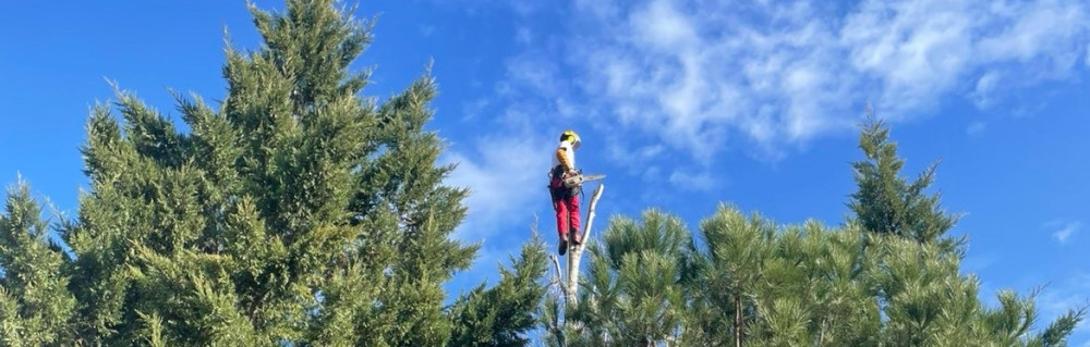 Warren R. (Élégance Vert by Warren Rul...