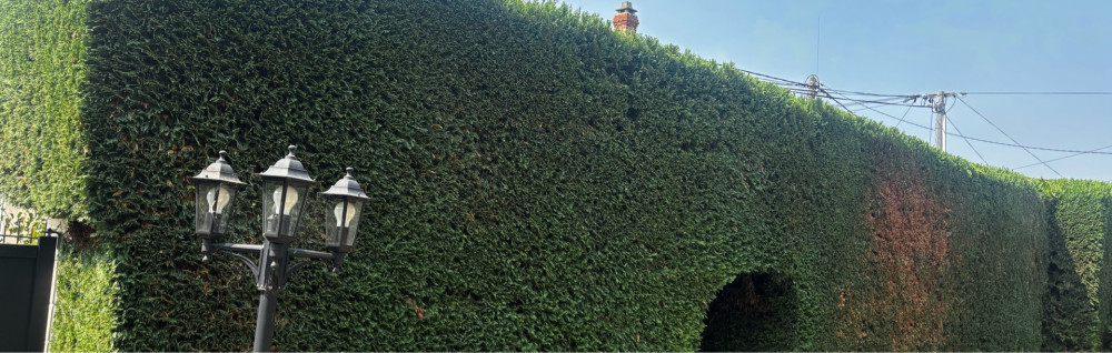 Lecourt L. (llpaysages)