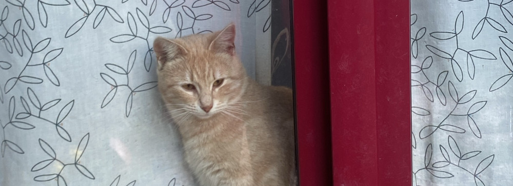 Violeta B. (Famme de ménage et Couturi...