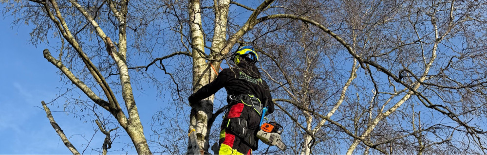 Matteo B. (MB paysage)