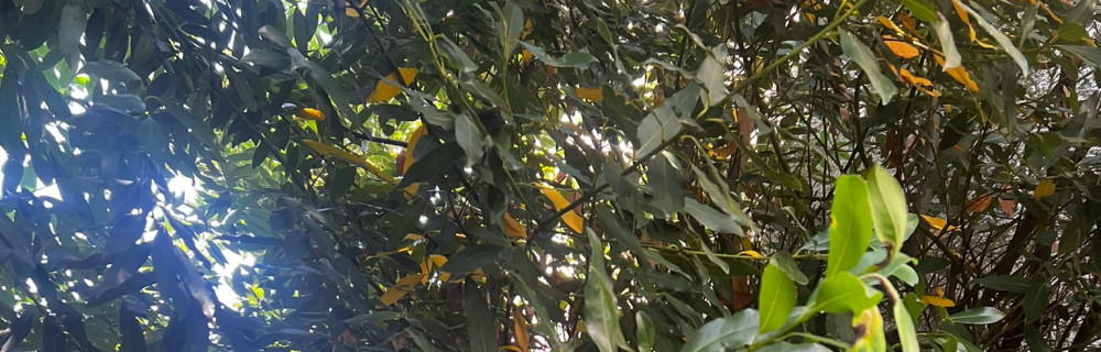 Clément S. (cs rlagueur)