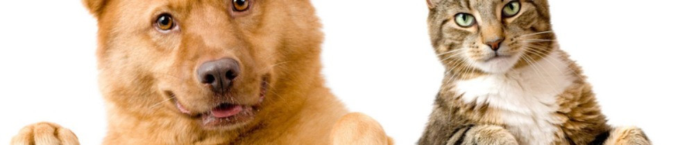 Garde T. (garde toutou)