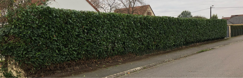 Steve T. (Mr Texier)