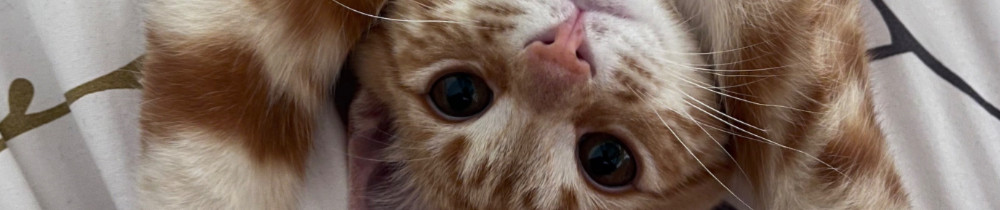 Hilona V. (La maison des papattes)