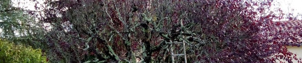 Nicky H. (Nicky service 24)