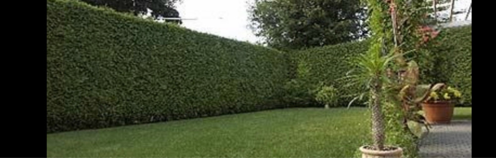 Pierre Alexandre H. (Hamelet)