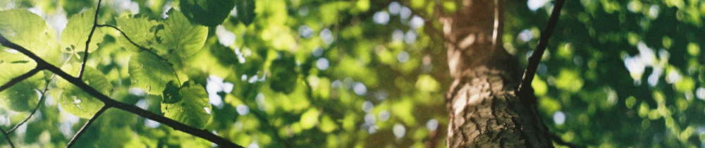 Clément T. (Express Pelouse / Arbre à ...