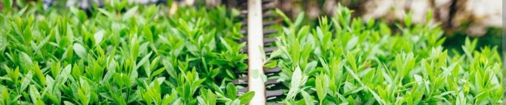 Christophe G. (La Pigne Varoise)