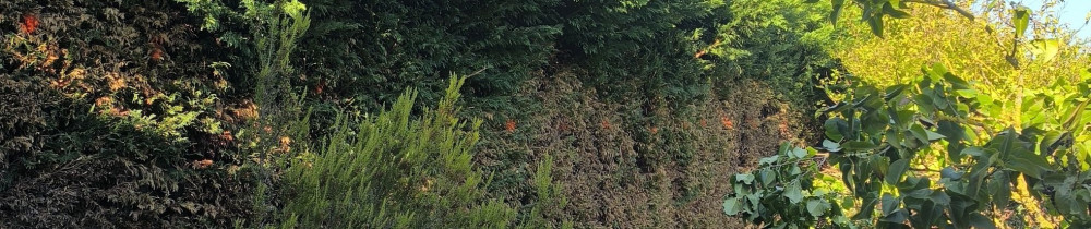 Benjamin C. (benji services)