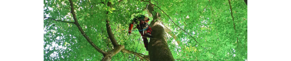 Clément C. (L'arboriste)