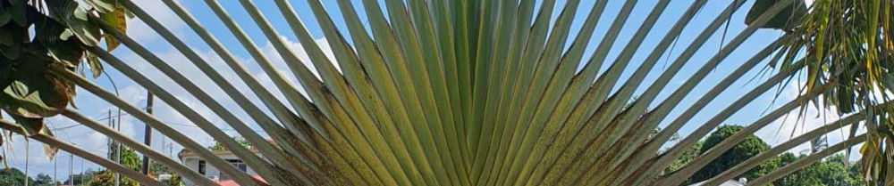 Gildas M. (Malbrunot Gildas)