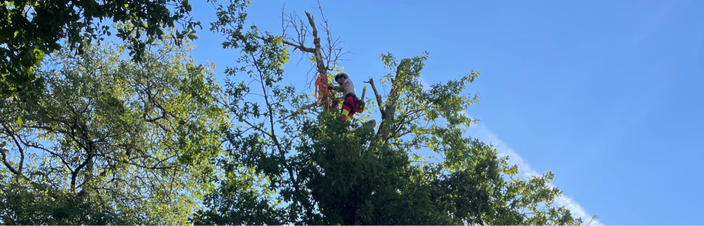 Franck I. (Atouts Parcs & Jardin)