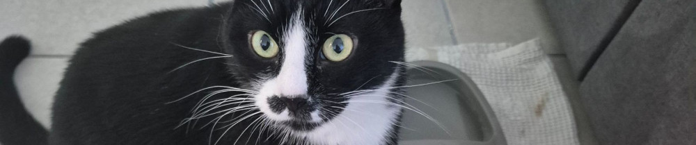 Sophie S. (Vie Tranquille Services)