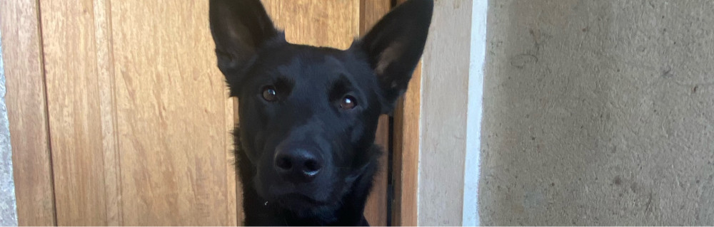 Océane T. (Les P’tits loups D’Océ)