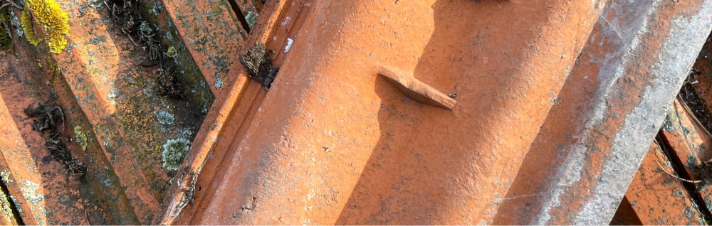 Gentian S. (G&S-Compagny)