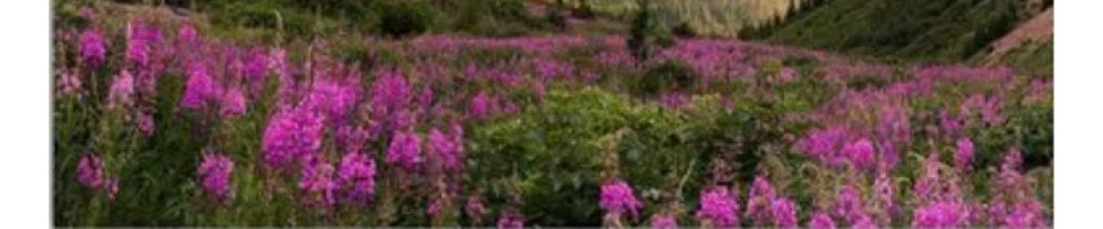 Garden C.