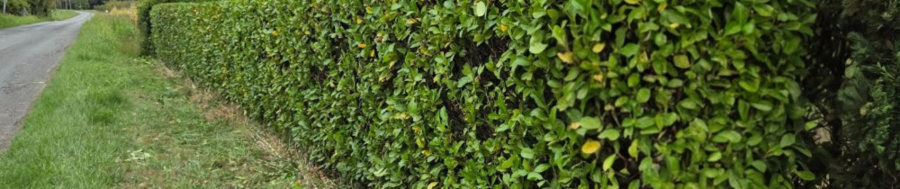 Damien B. (parc et jardin basneville)