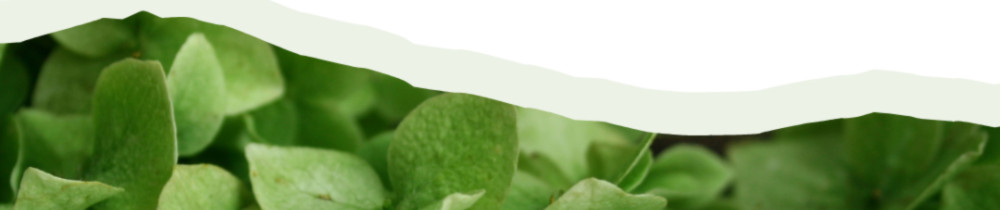 Matteo D. (Green Garden)