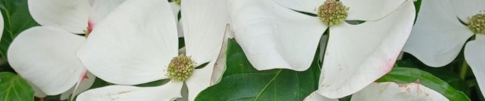 Odile N. (Odile Tresseuse)