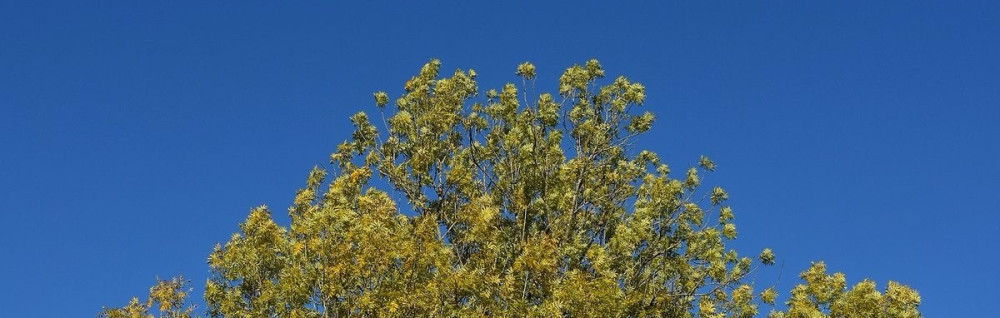 François J. (Mr.François)