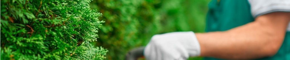 Sony D. (delorme multiservise)