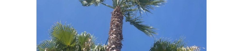 Romain C. (Comhaire)