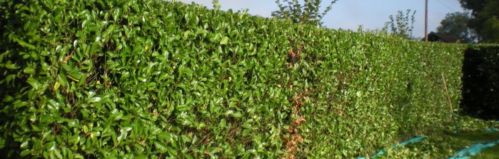 Steven S. (renov batiment)