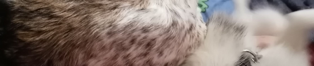 Florence F. (Au Bonheur des Chiens)