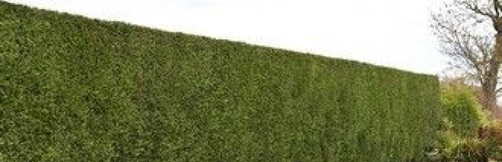 Brandon T. (Entreprise, Damon)